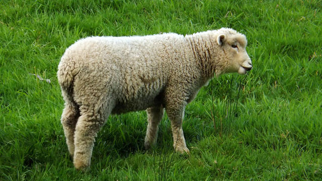 A Lamb