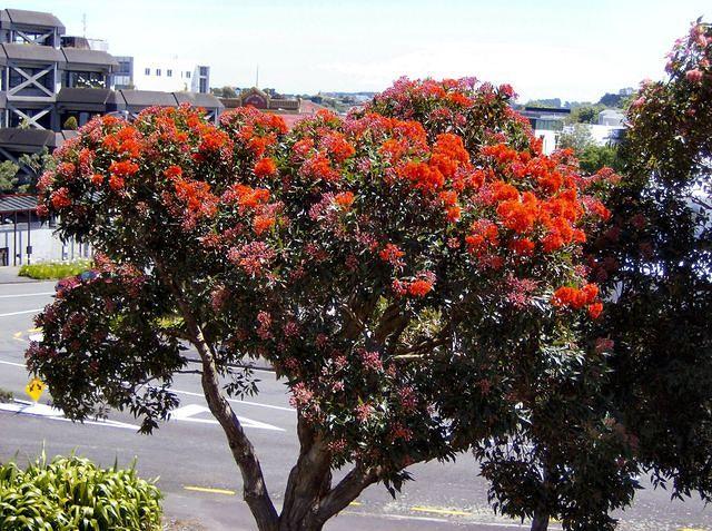 Pohutukawa Tree