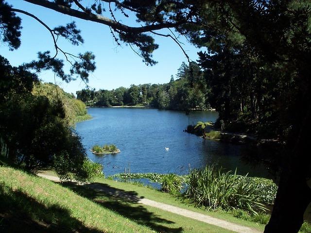 Virginia Lake and swan