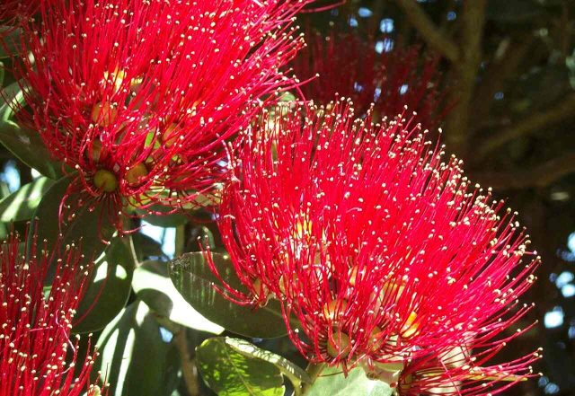 The Pohutukawa Flower