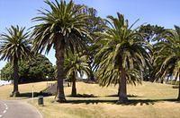 Queens Park Palm Trees